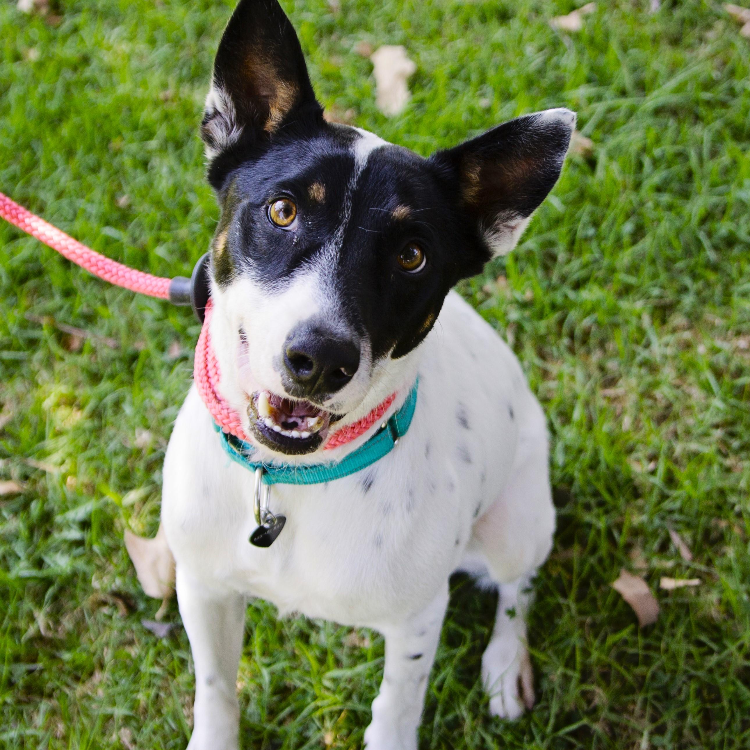 Robin- Playful and loving