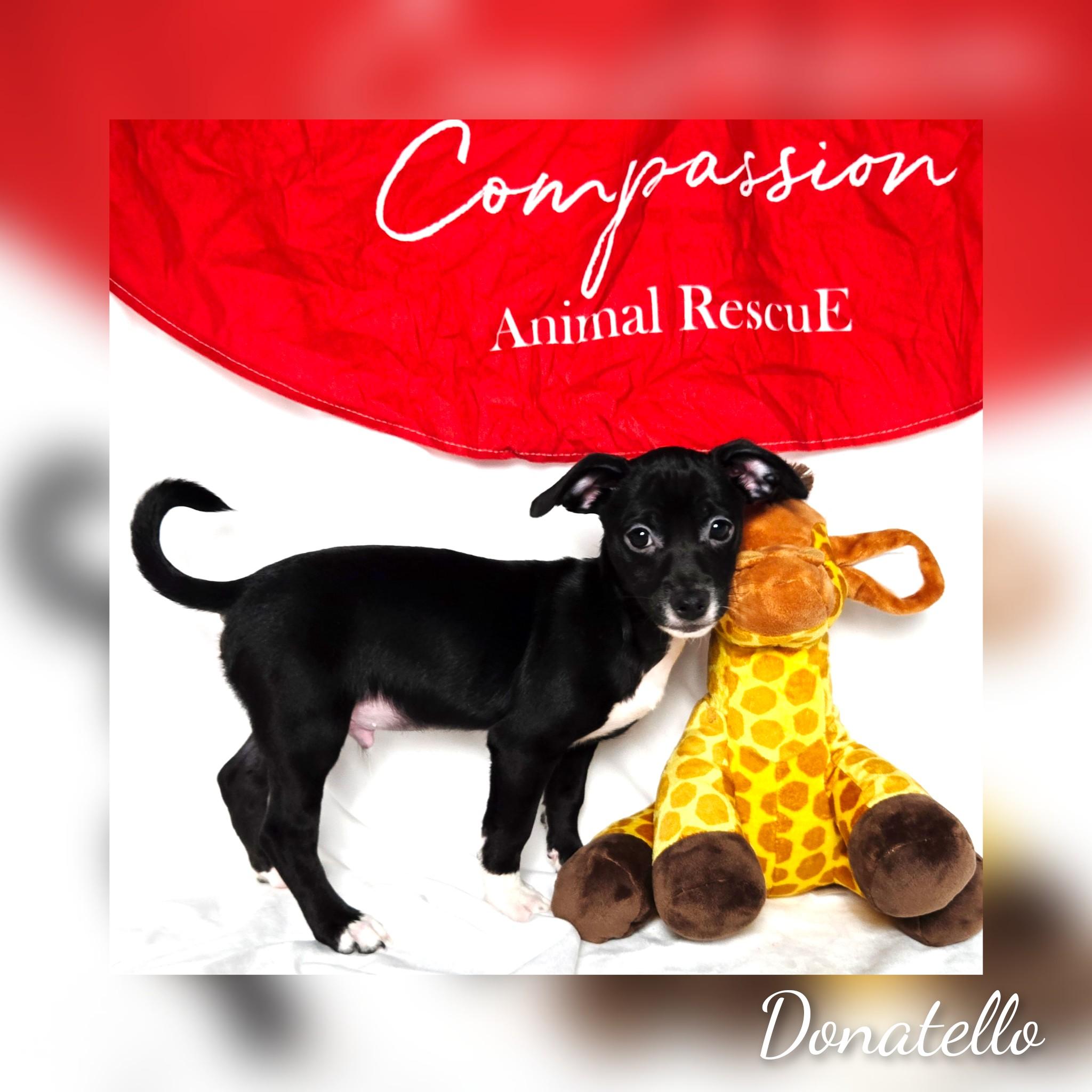 Enlarge Donatello, a Adoptable mixed breed in Fredericksburg, VA image 4/6