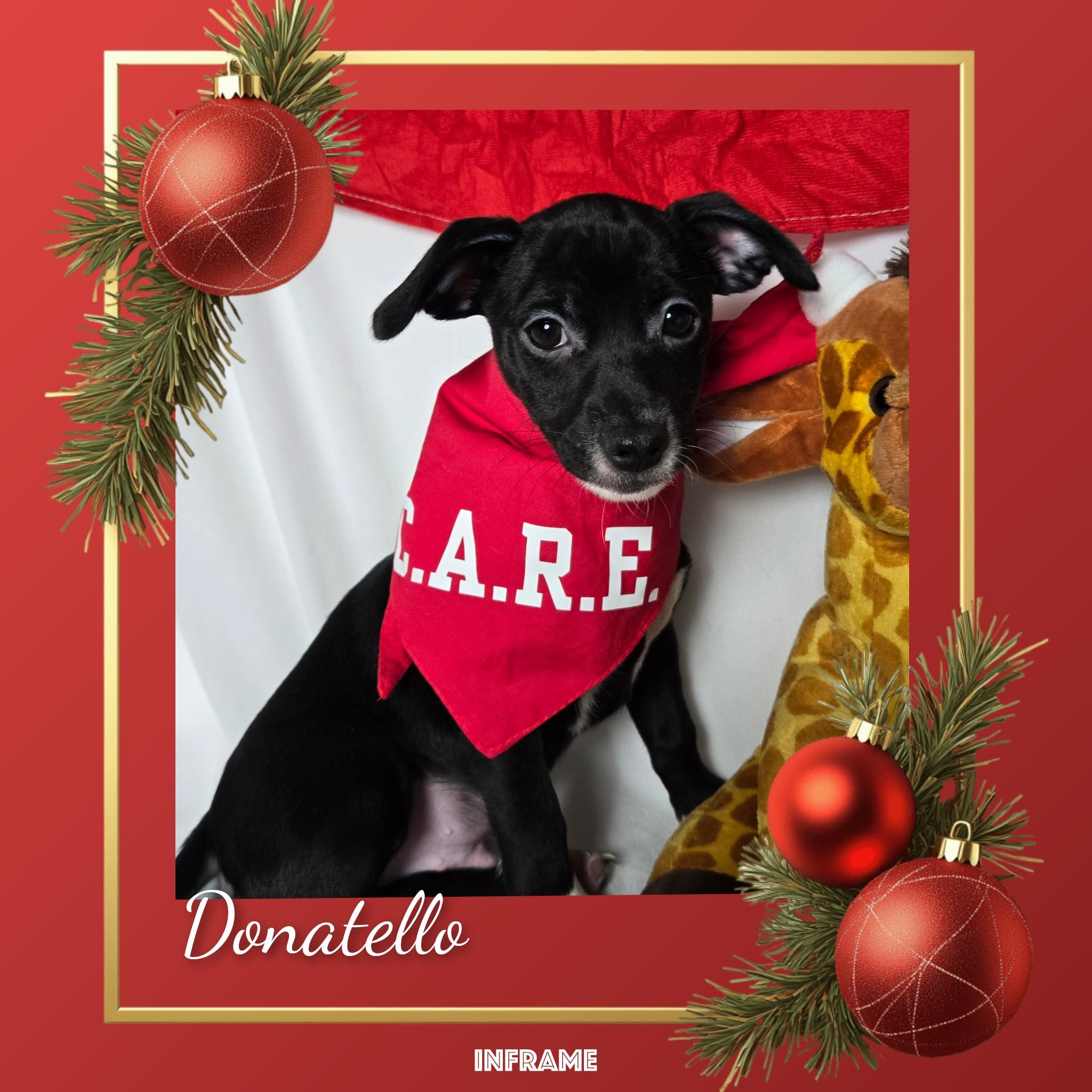 Enlarge Donatello, a Adoptable mixed breed in Fredericksburg, VA image 1/6