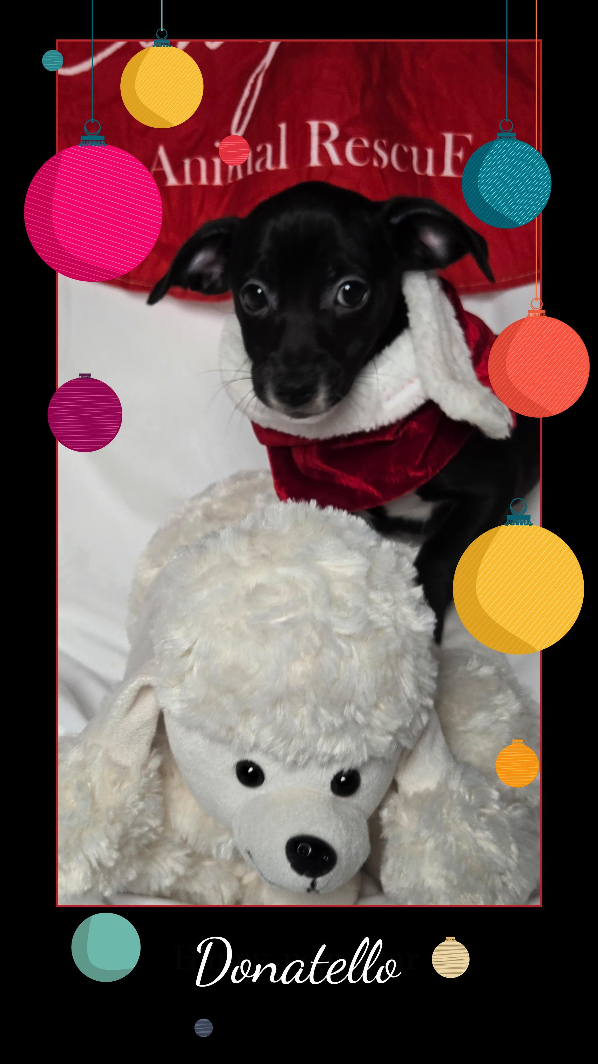 Enlarge Donatello, a Adoptable mixed breed in Fredericksburg, VA image 6/6