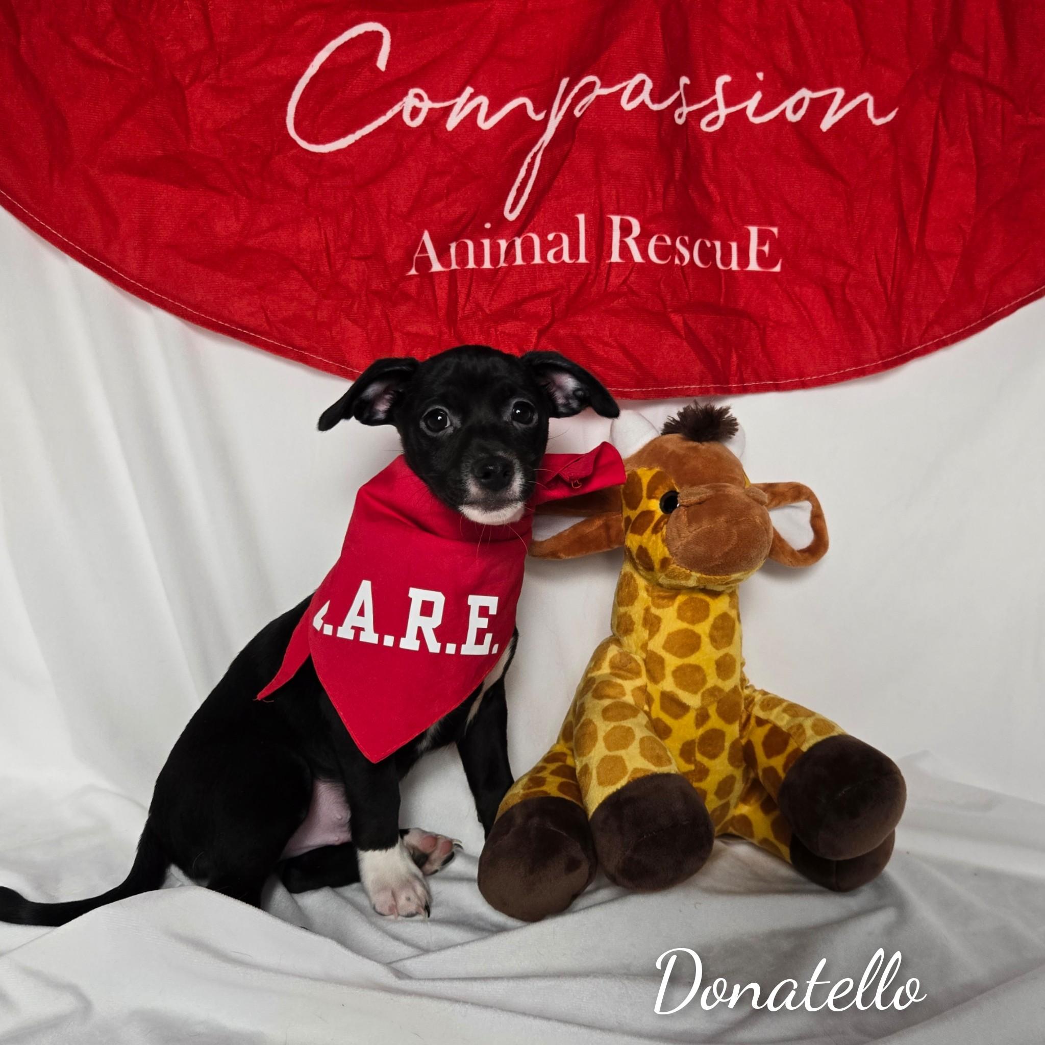 Enlarge Donatello, a Adoptable mixed breed in Fredericksburg, VA image 2/6