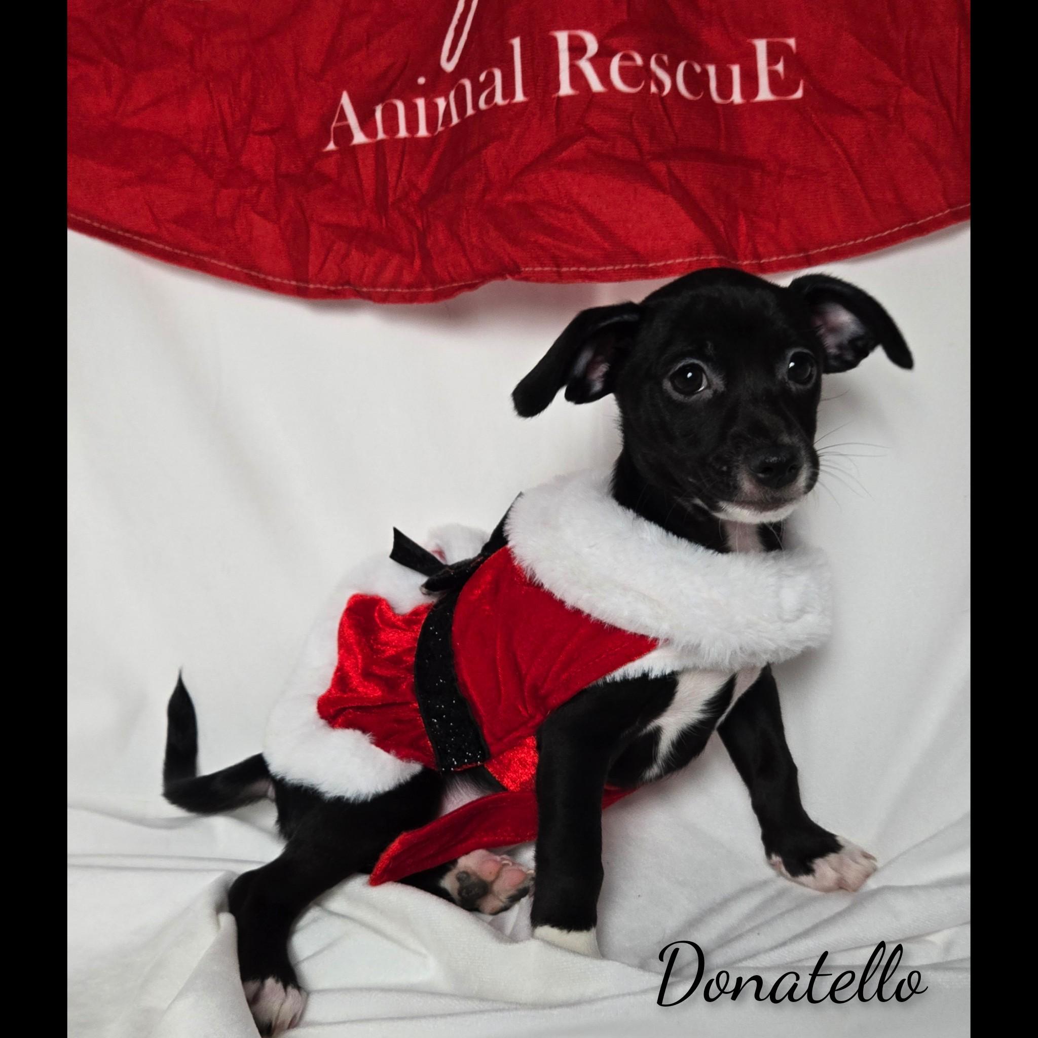 Enlarge Donatello, a Adoptable mixed breed in Fredericksburg, VA image 5/6