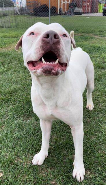 Enlarge FRANK, a Adoptable American Bulldog in Rosenberg, TX image 1/1