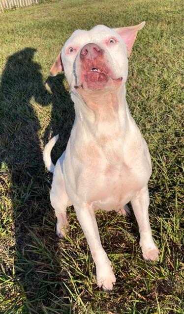 Enlarge FRANK, a Adoptable American Bulldog in Rosenberg, TX image 1/1