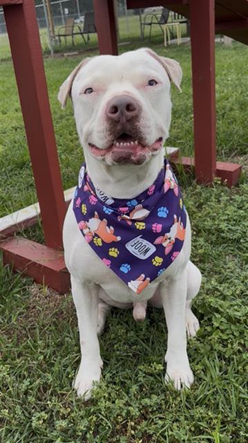 FRANK, Adoptable, Adult Male American Bulldog.