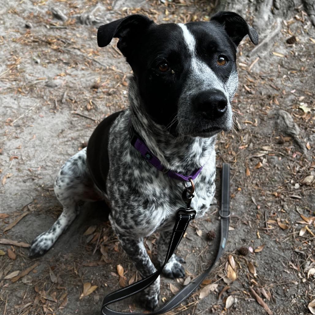 Enlarge Kool-Aid Man, a Adoptable Mixed Breed in Summerville, SC image 2/6