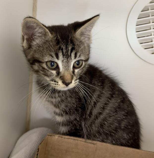 Enlarge Gemma, a Adopted Domestic Short Hair in Reisterstown, MD image 1/1