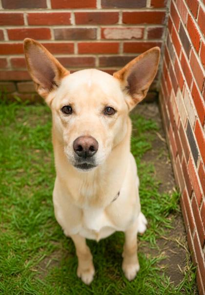 Enlarge Lillie~SPONSORED!, a Adoptable mixed breed in Bowling Green, KY image 1/2