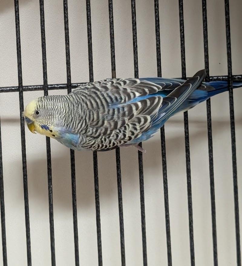 Enlarge Sunny, a ADOPTABLE Parakeet (Other) in Coquitlam, BC image 2/2