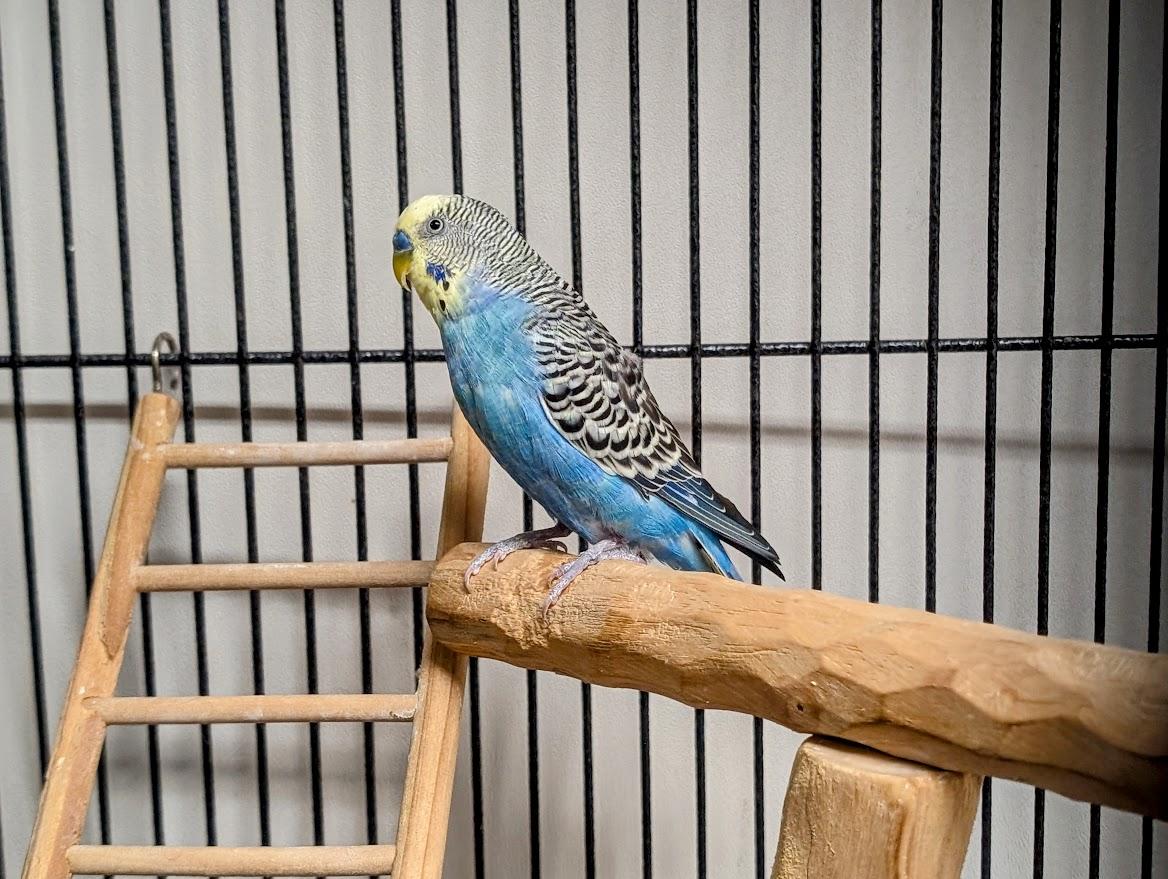 Sunny, ADOPTABLE, Adult Male Parakeet (Other).