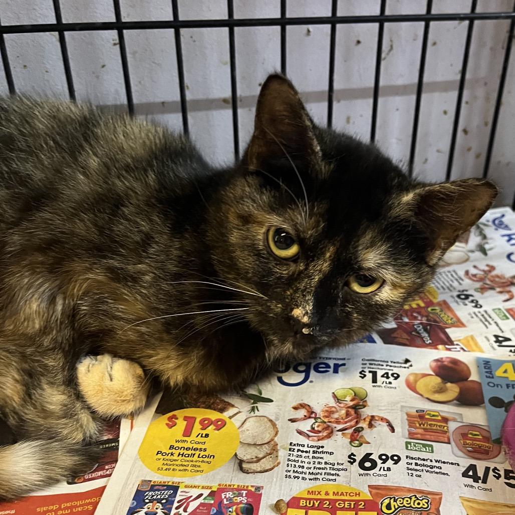 Enlarge Lea, a Adoptable Domestic Short Hair in Corbin, KY image 1/1