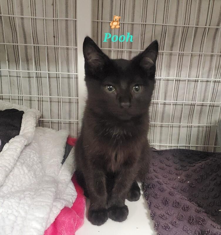 Pooh, Adoptable, Kitten Male Domestic Short Hair.