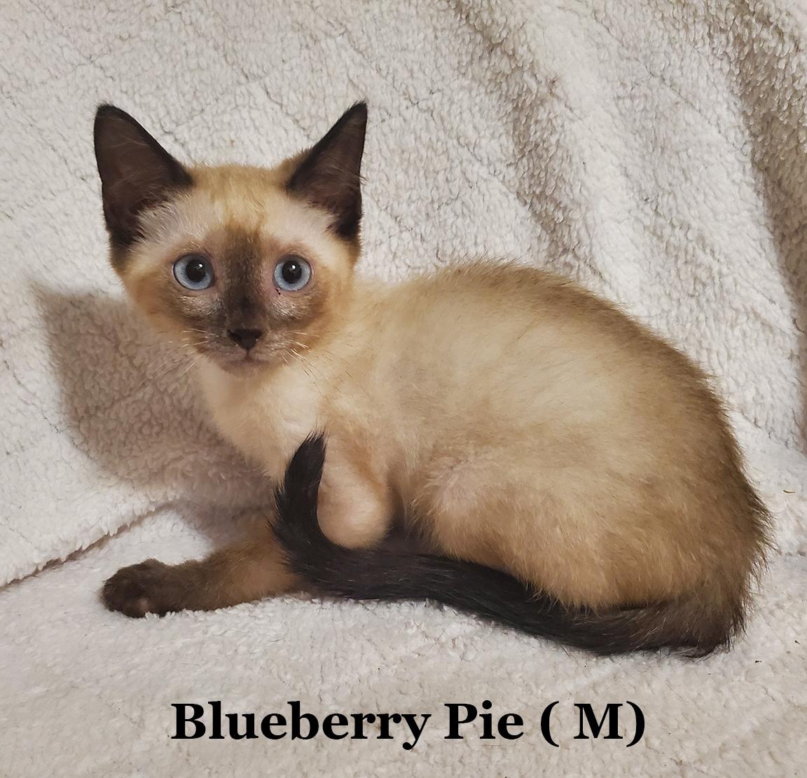 Blueberry Pie