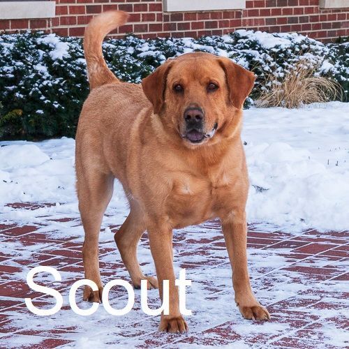 Scout, a Adoptable mixed breed in Arlington Heights, IL image 2/3
