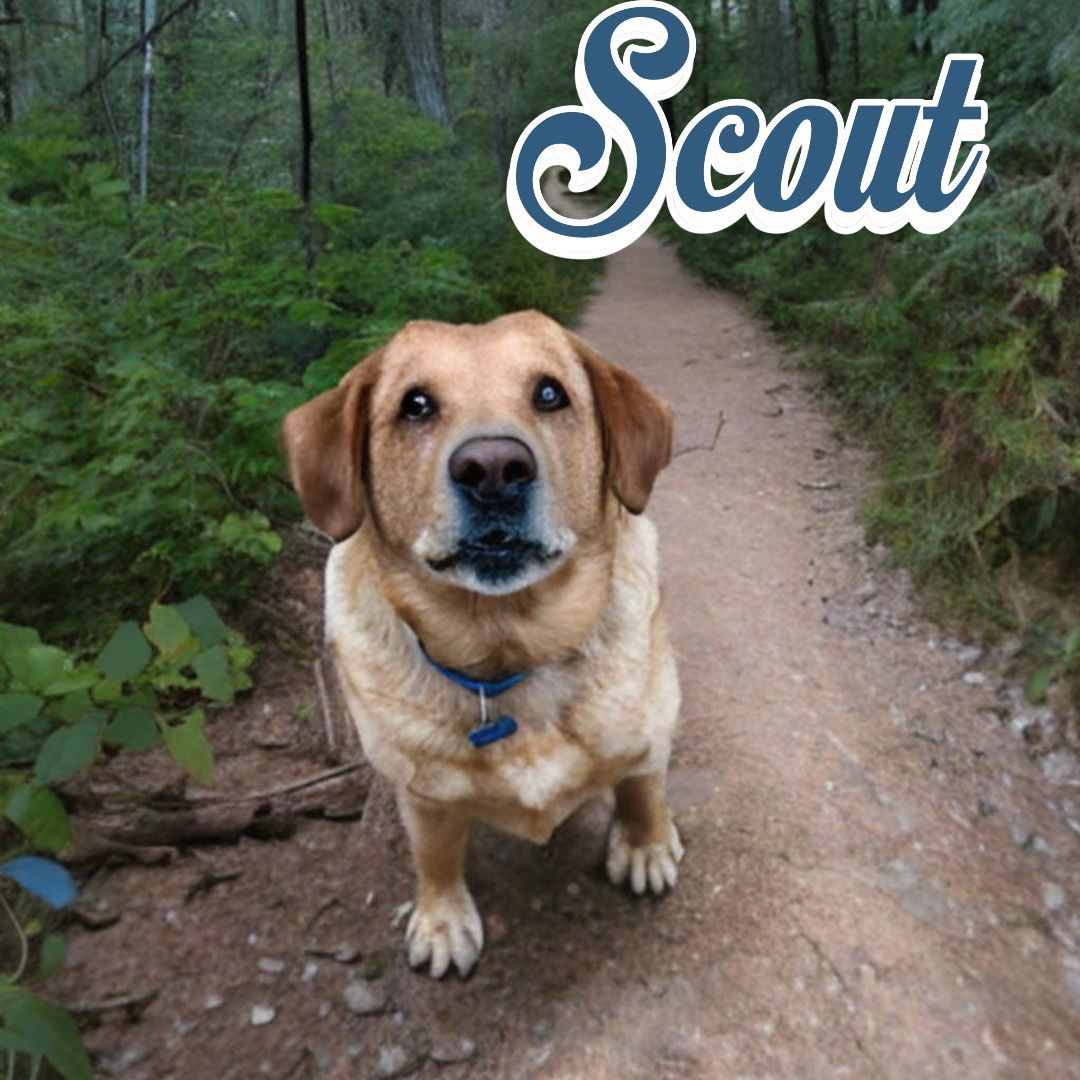 Scout photo 3