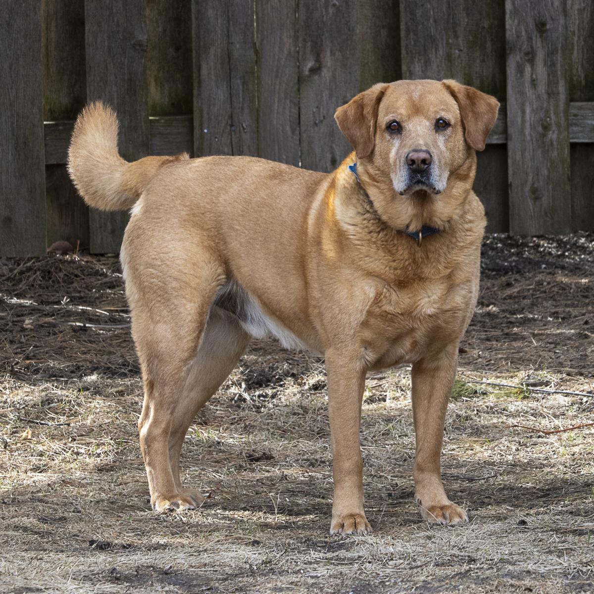 Scout, Adult Male Labrador Retriever