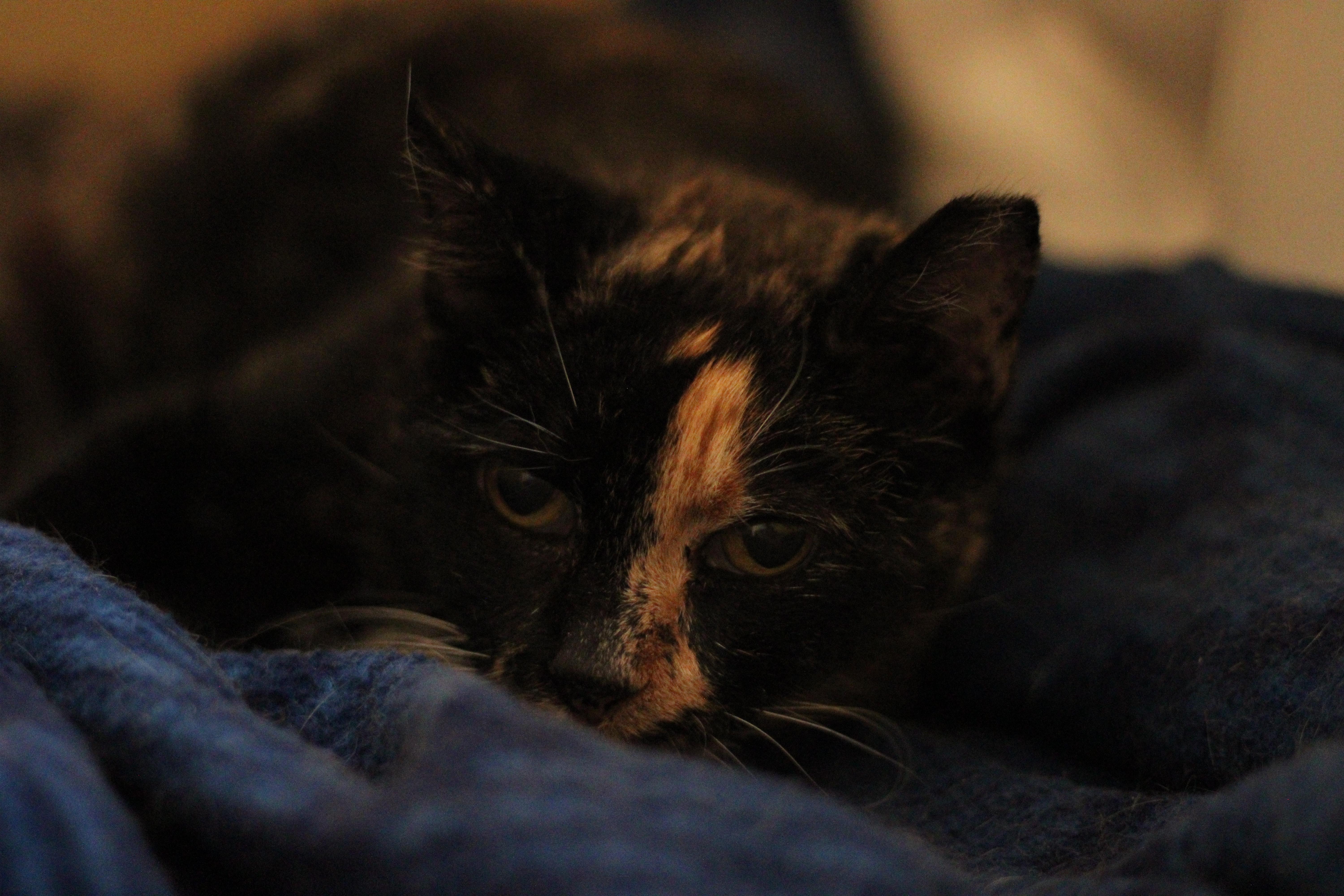 Enlarge Lisa and Lopez (Bonded Pair), a Adoptable Domestic Short Hair in Kenosha, WI image 1/4