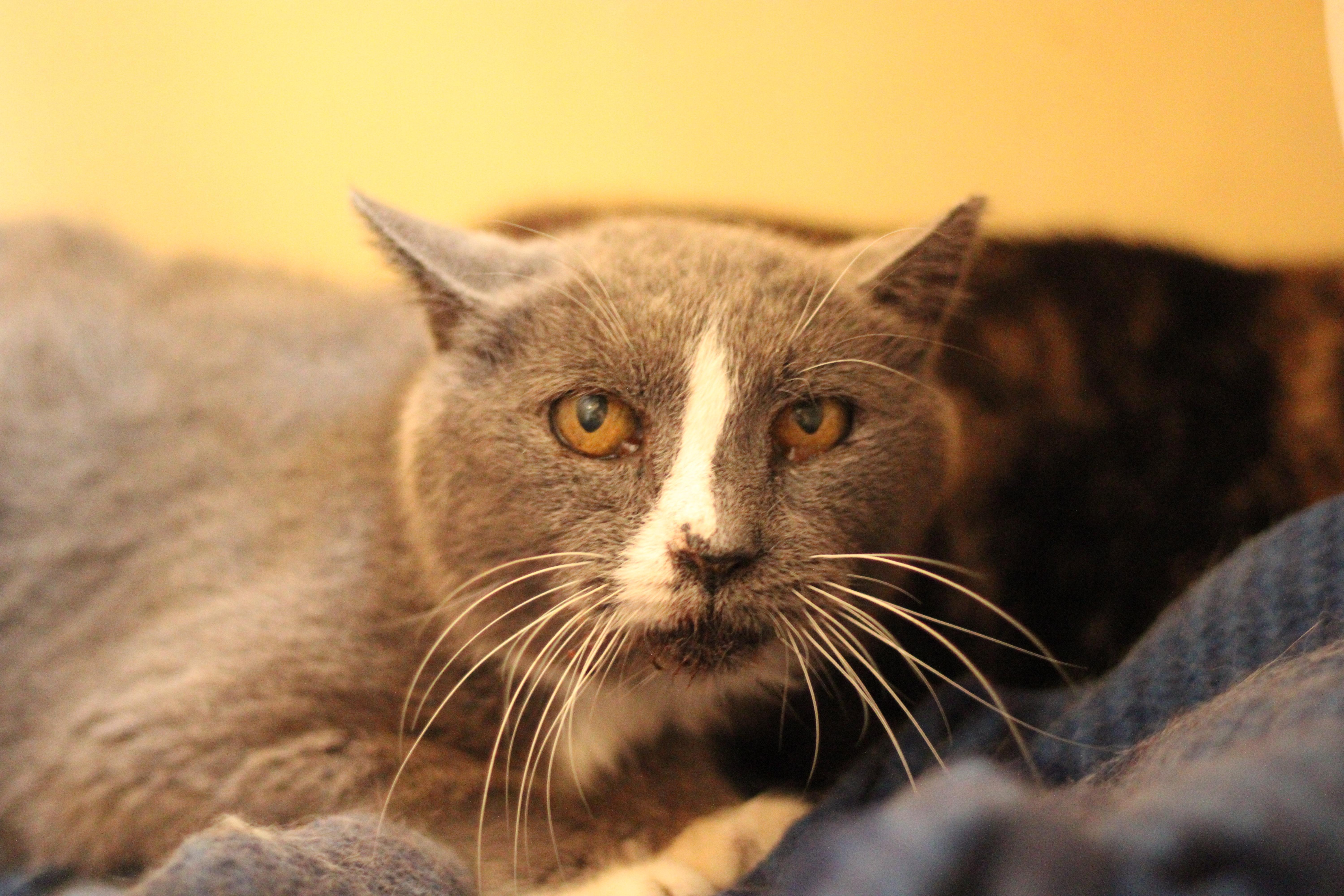 Enlarge Lisa and Lopez (Bonded Pair), a Adoptable Domestic Short Hair in Kenosha, WI image 2/4