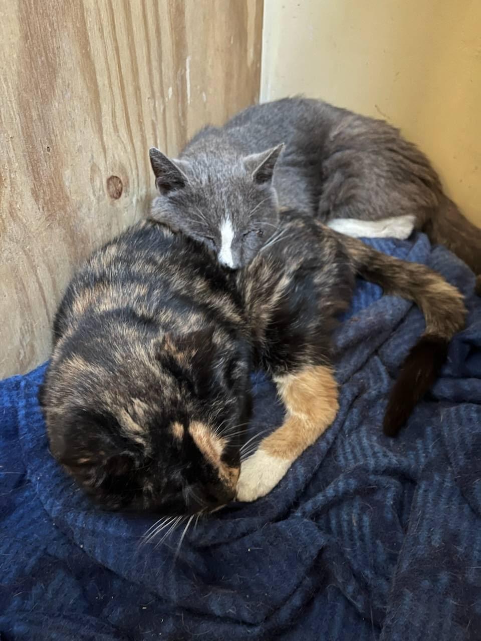 Enlarge Lisa and Lopez (Bonded Pair), a Adoptable Domestic Short Hair in Kenosha, WI image 3/4