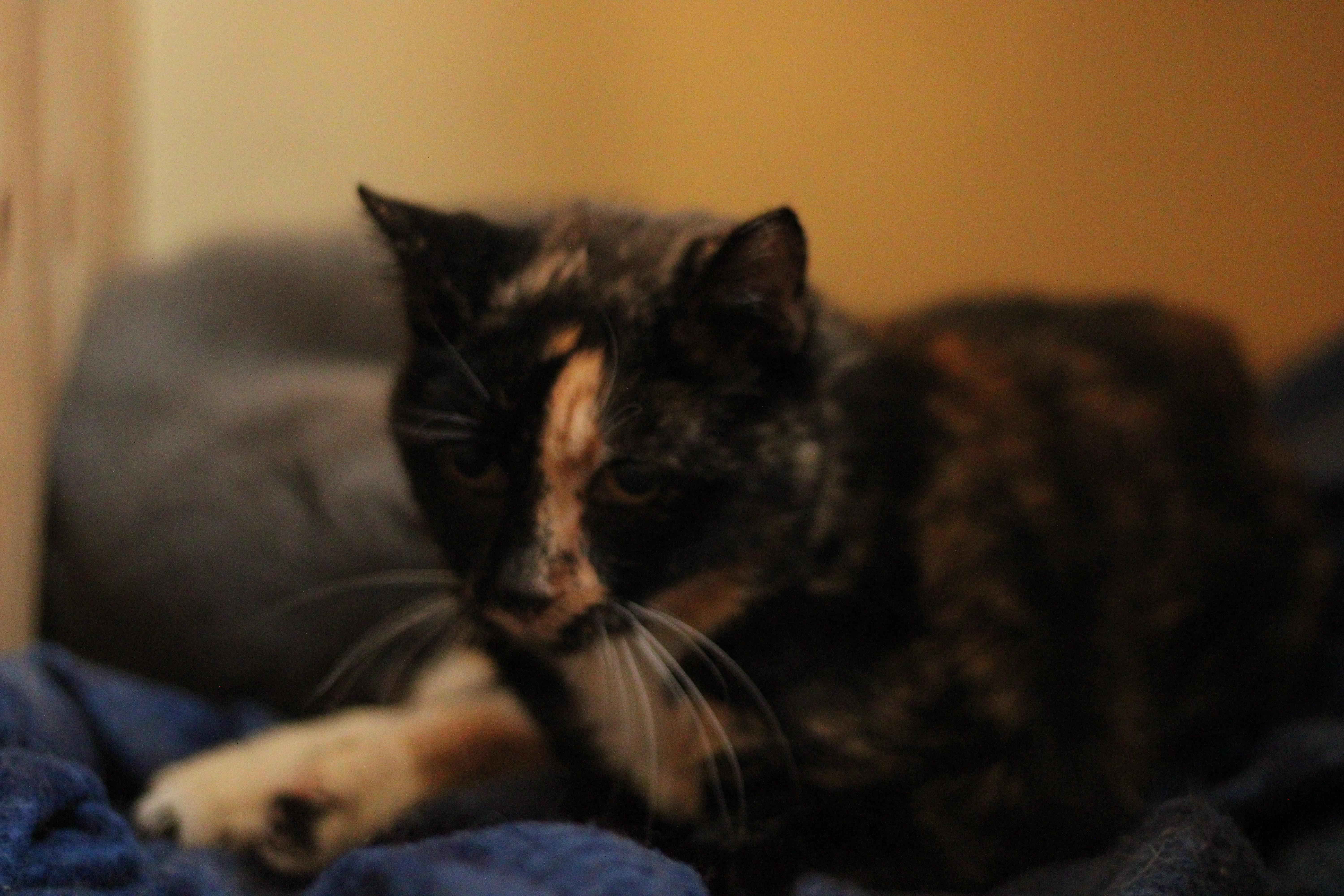 Enlarge Lisa and Lopez (Bonded Pair), a Adoptable Domestic Short Hair in Kenosha, WI image 4/4