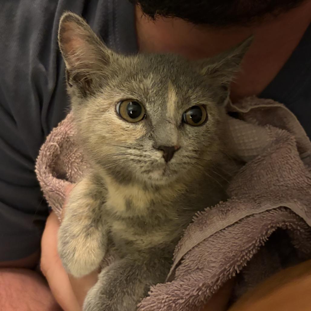 Carmen Sandiego (tripod), Adoptable, Kitten Female Domestic Short Hair.