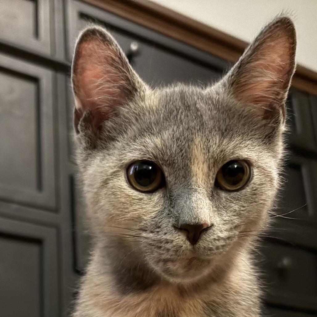 Carmen Sandiego (tripod), a Adoptable Domestic Short Hair in Richmond, VA image 2/6