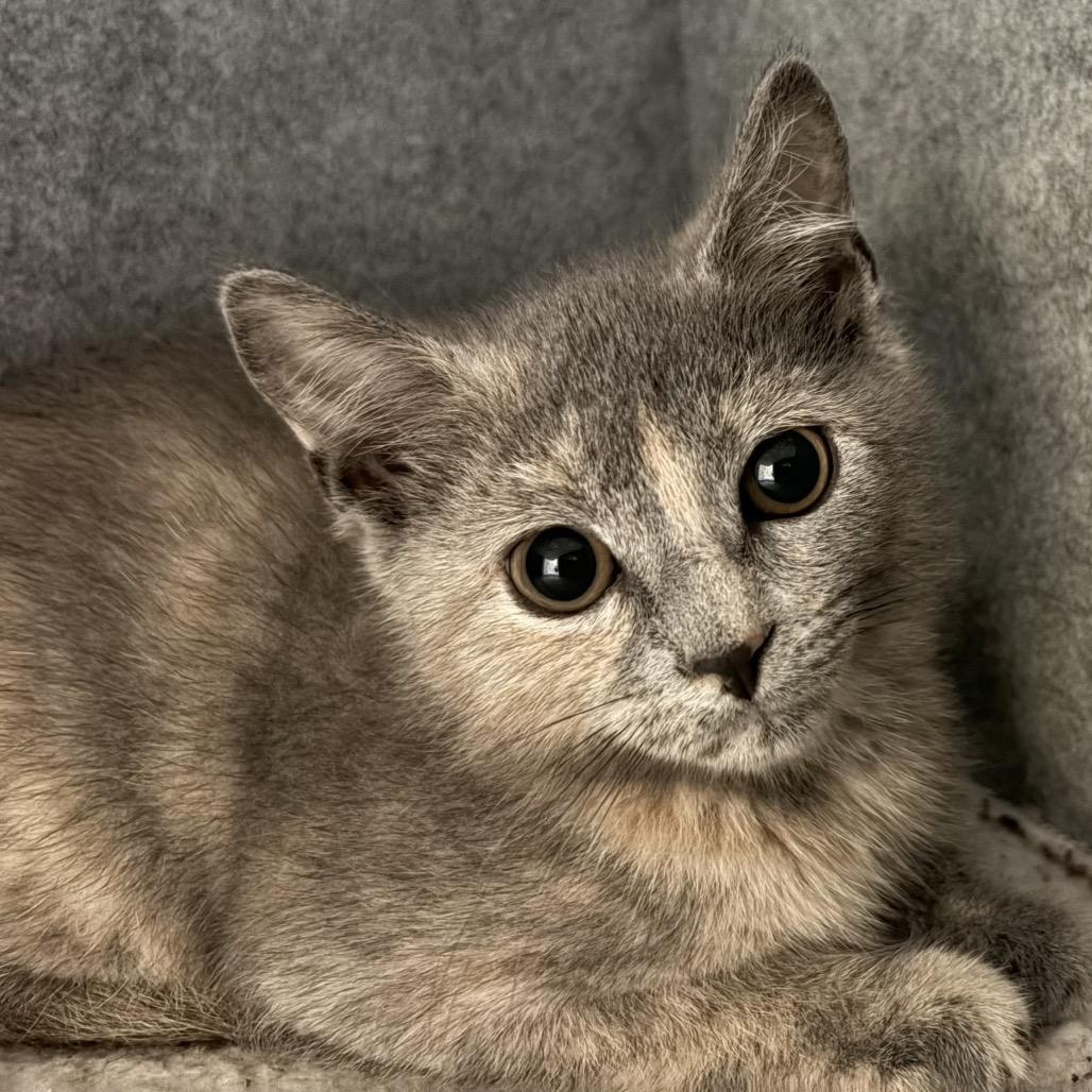 Carmen Sandiego (tripod), Adoptable, Kitten Female Domestic Short Hair.