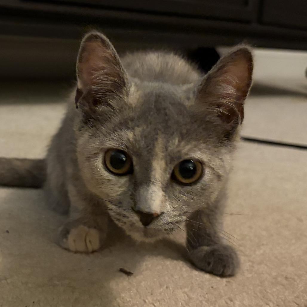 Carmen Sandiego (tripod), a Adoptable Domestic Short Hair in Richmond, VA image 4/6