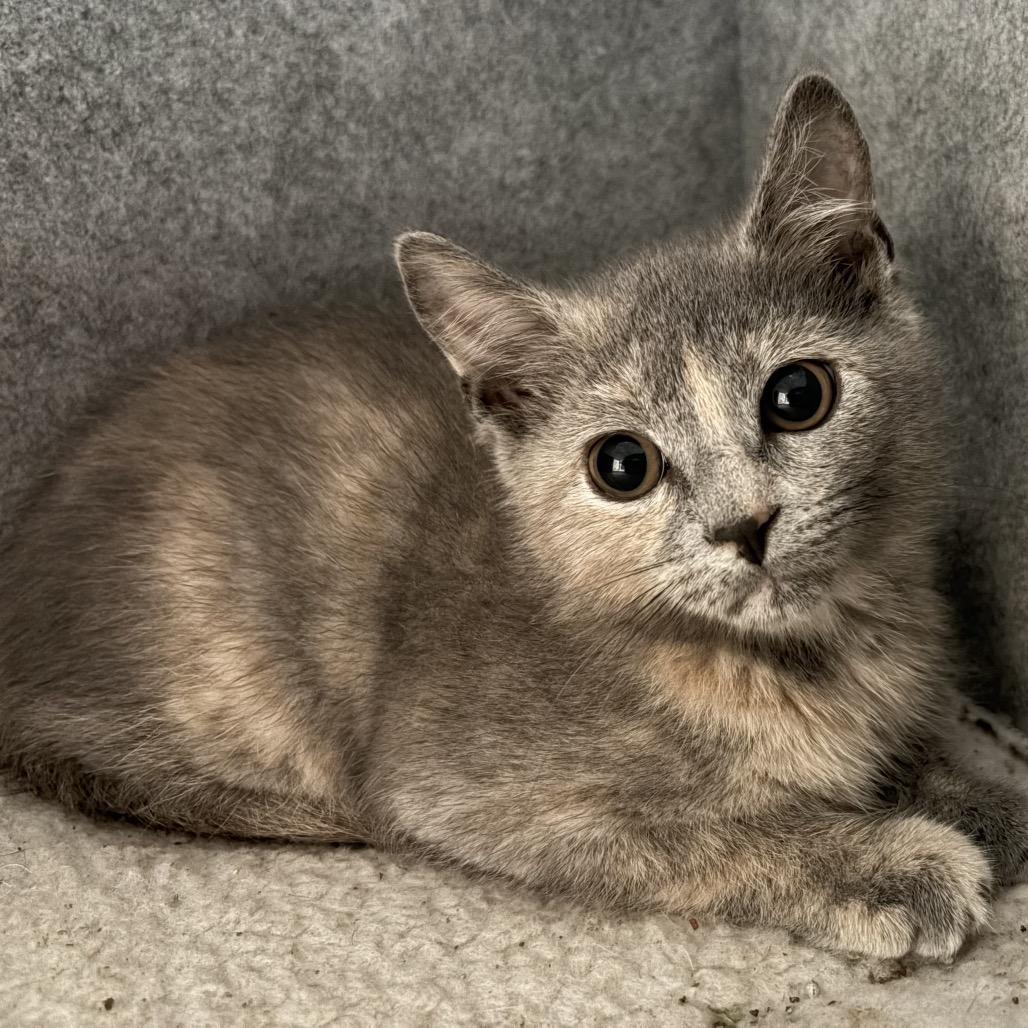 Enlarge Carmen Sandiego (tripod), a Adoptable Domestic Short Hair in Richmond, VA image 2/2