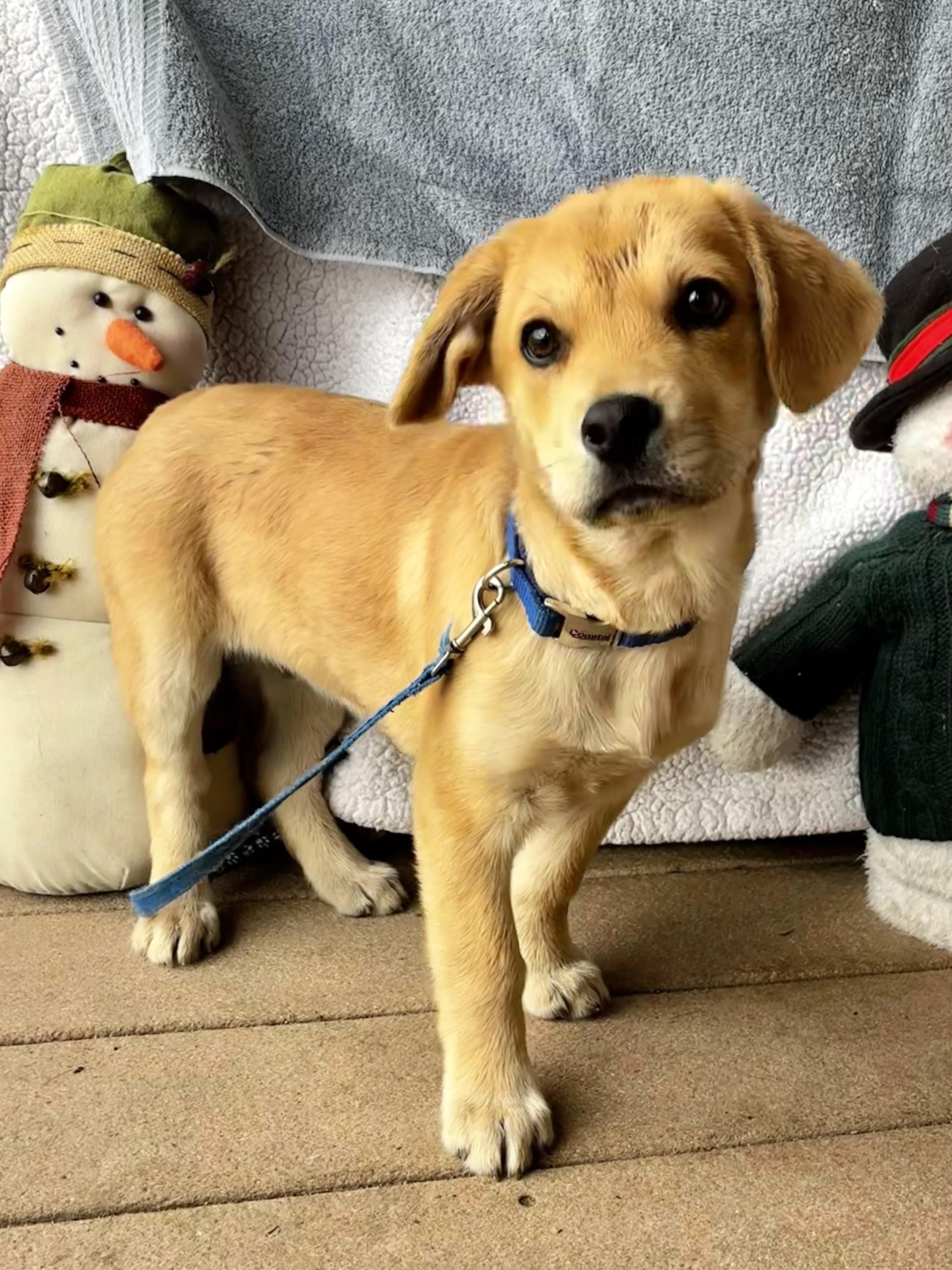 Enlarge Lumi, a Adoptable mixed breed in West Chicago, IL image 2/3