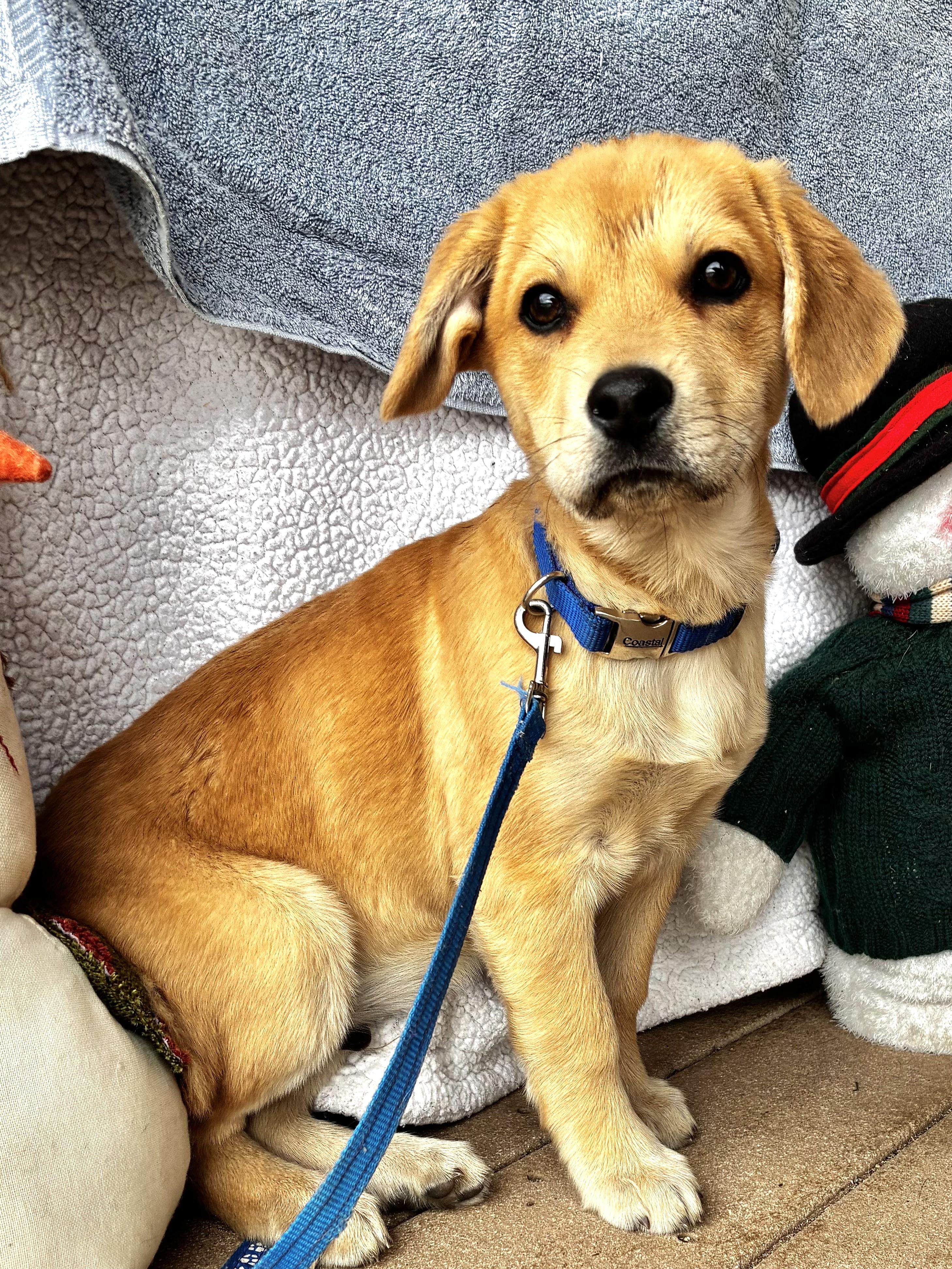 Enlarge Lumi, a Adoptable mixed breed in West Chicago, IL image 3/3