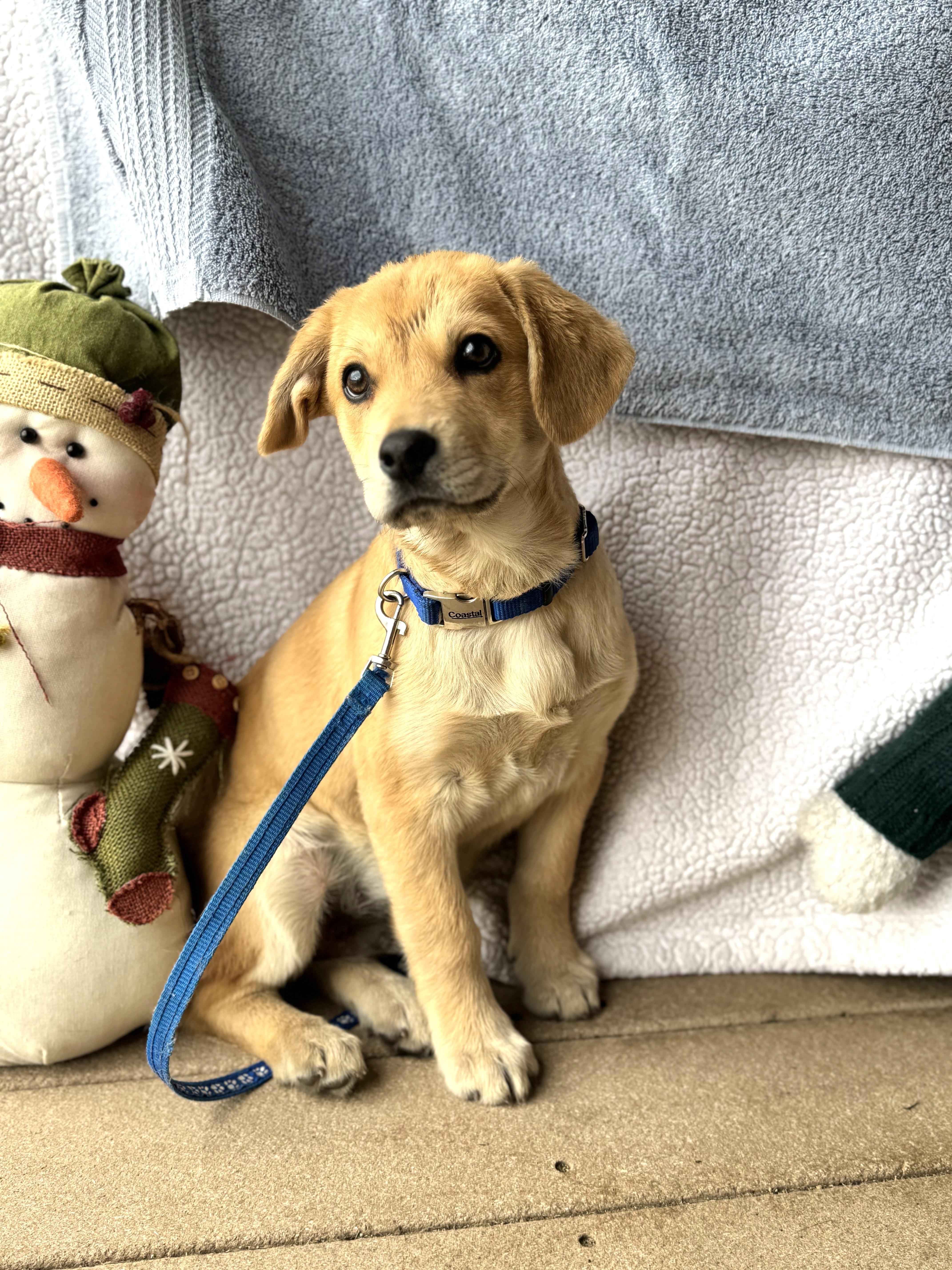 Lumi, Adoptable, Puppy Male Shepherd.