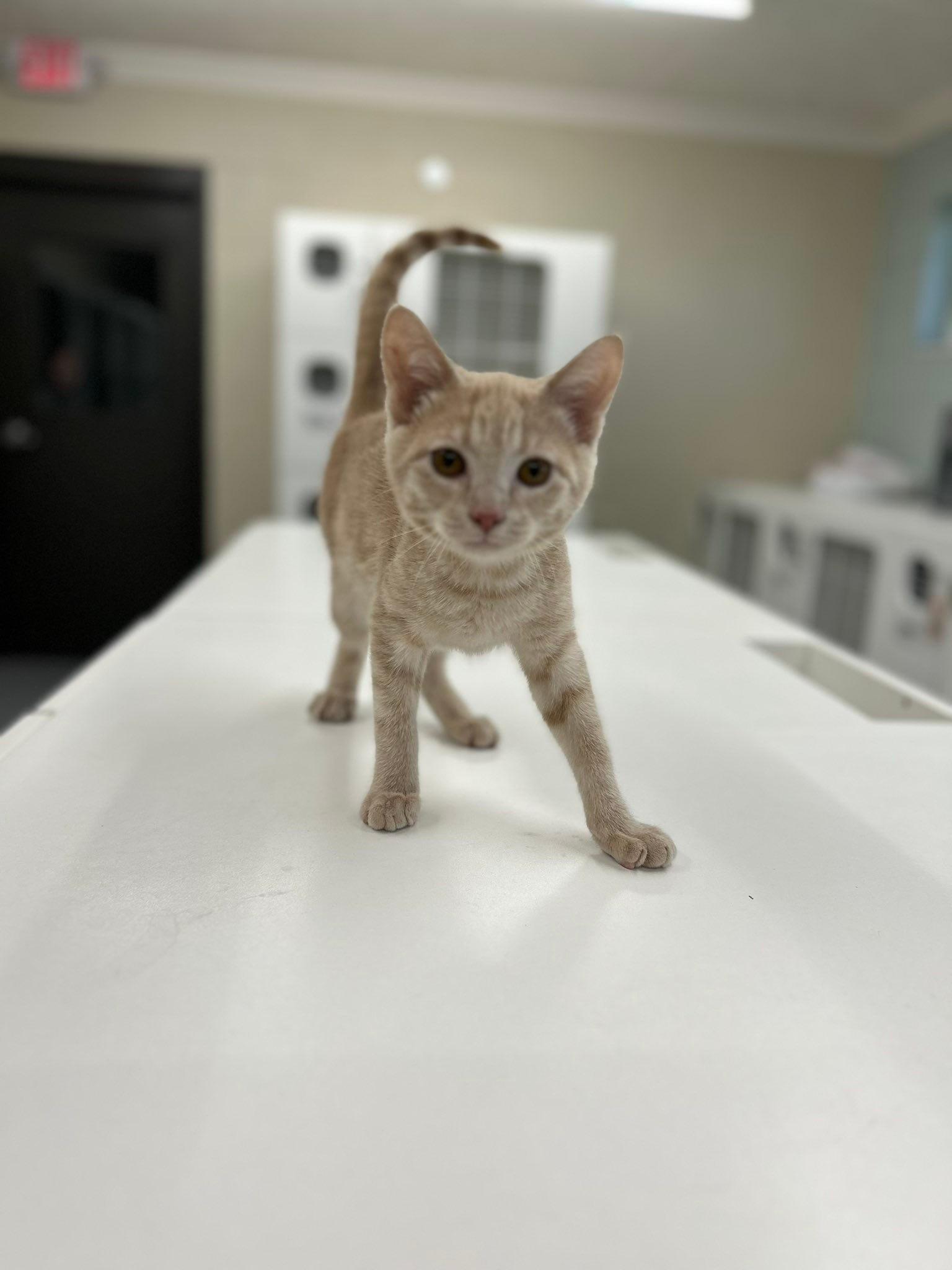 Enlarge Joe, a Adopted Domestic Short Hair in Hernando, MS image 1/1