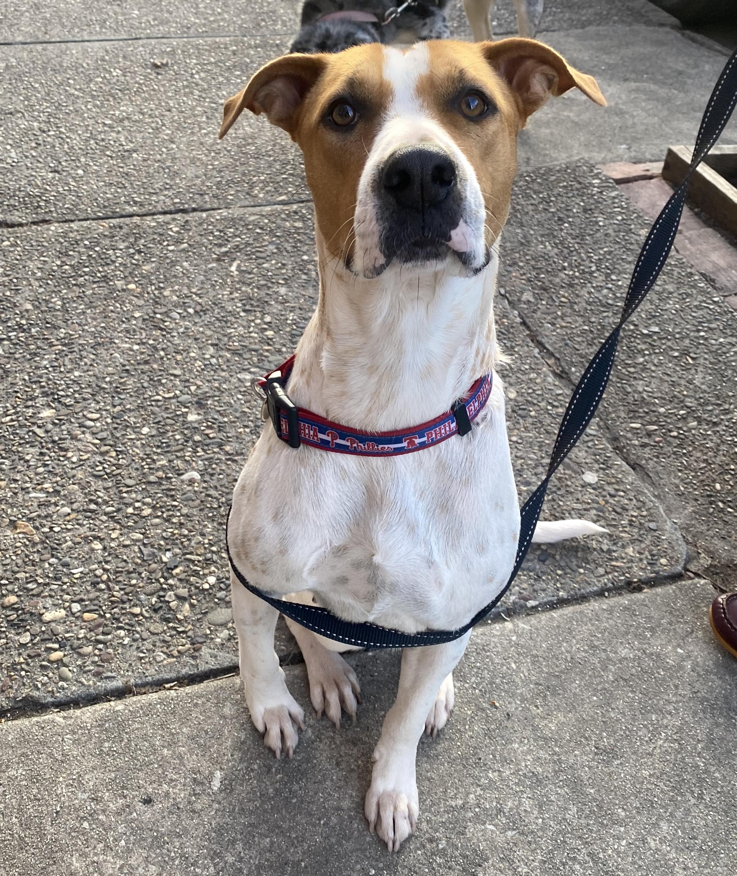 Enlarge Nya, a ADOPTABLE mixed breed in Brooklyn, NY image 4/6