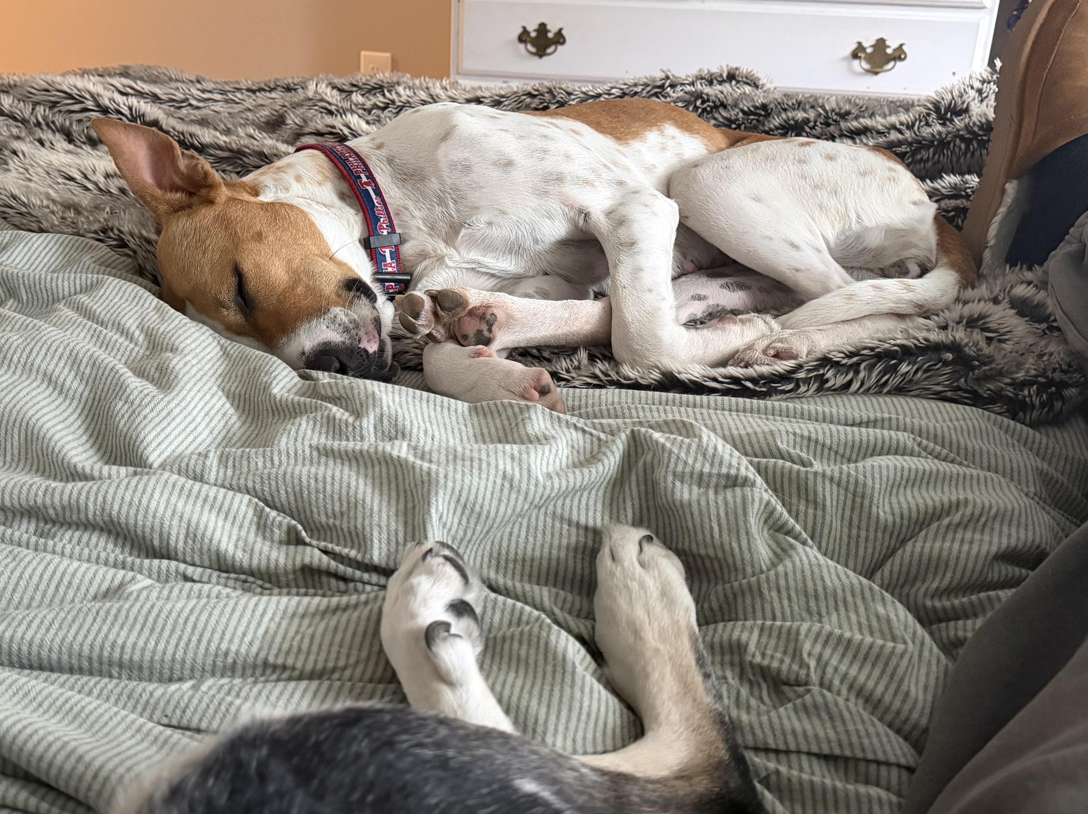 Enlarge Nya, a ADOPTABLE mixed breed in Brooklyn, NY image 3/6