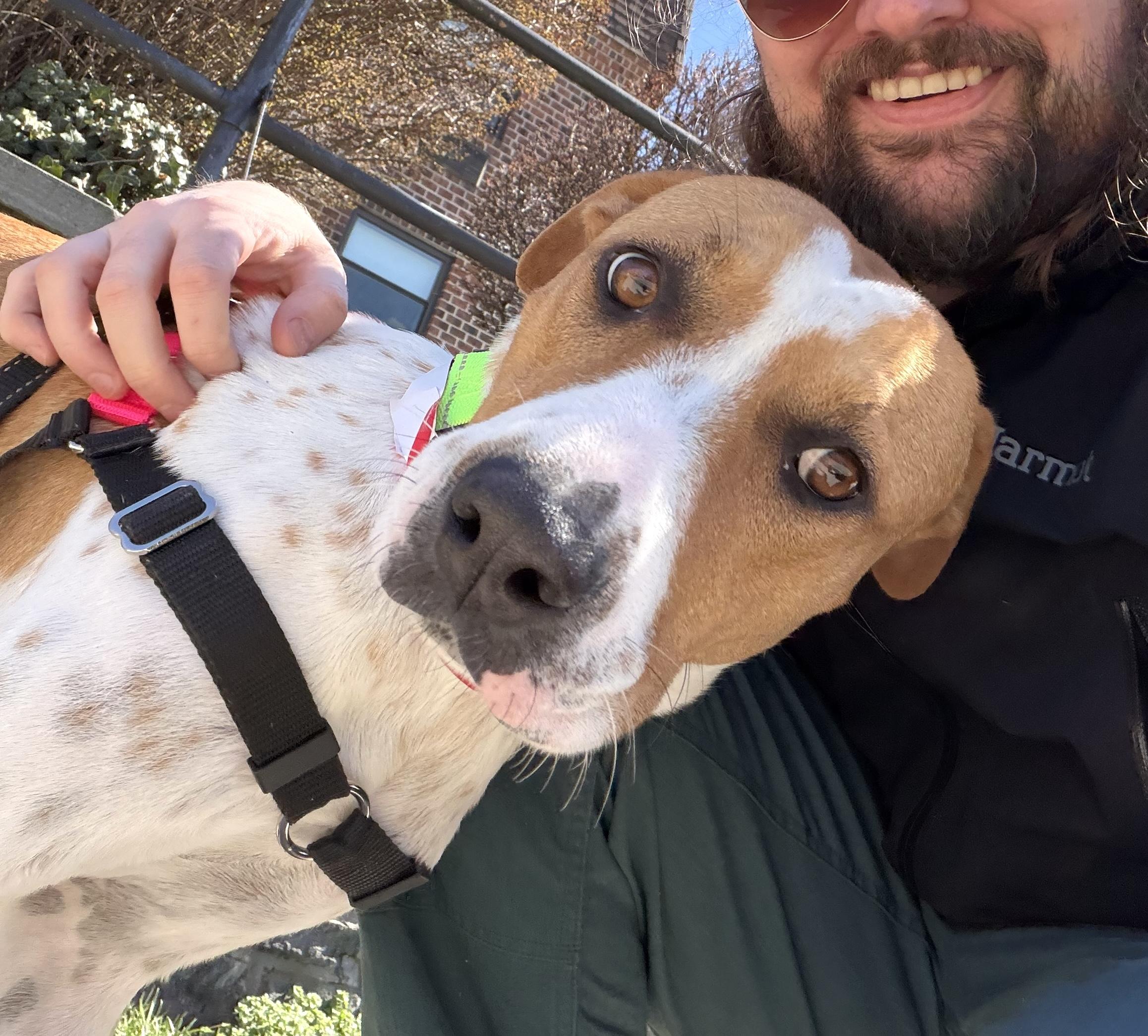 Nya, ADOPTABLE, Young Female Hound.