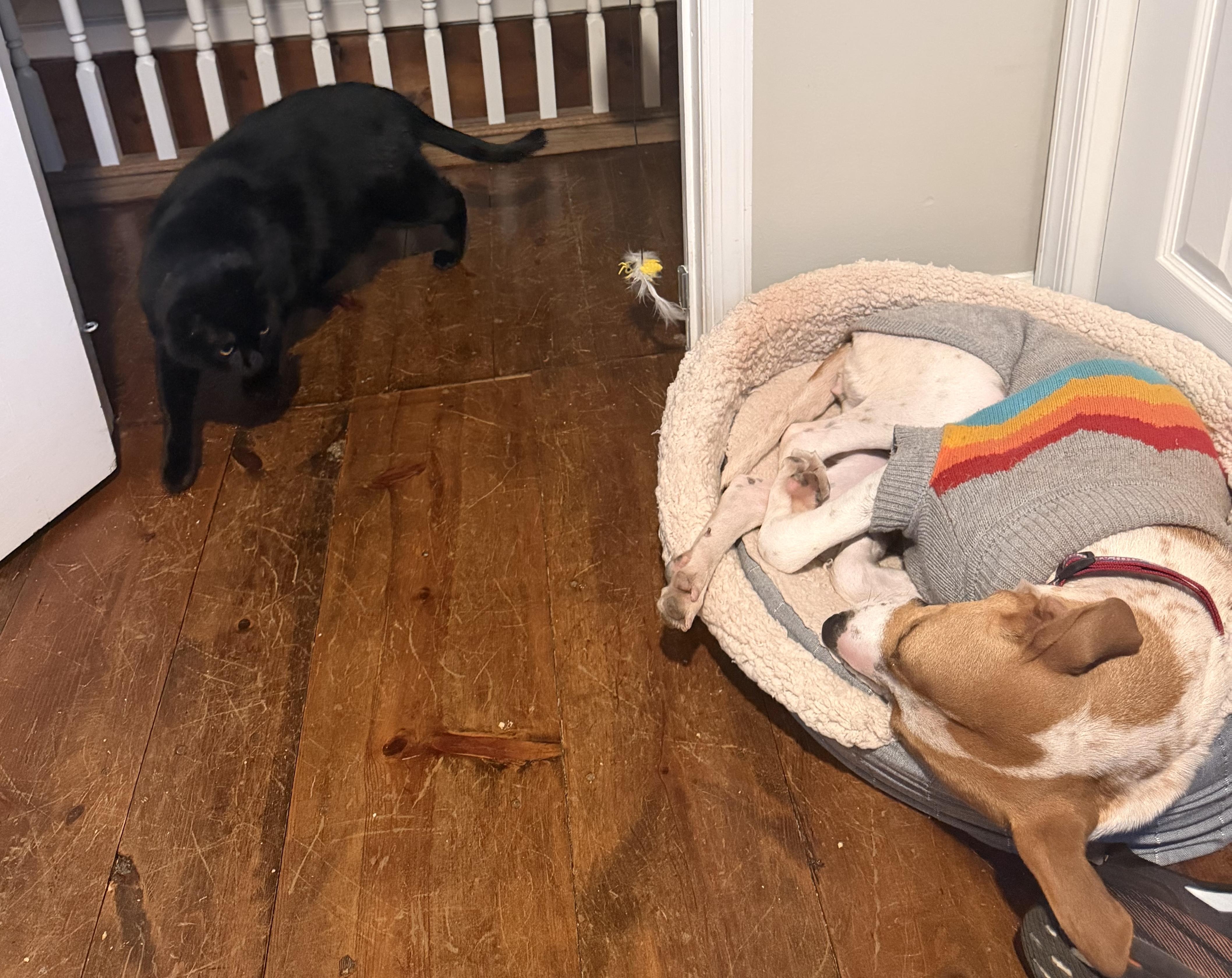 Enlarge Nya, a ADOPTABLE mixed breed in Brooklyn, NY image 5/6