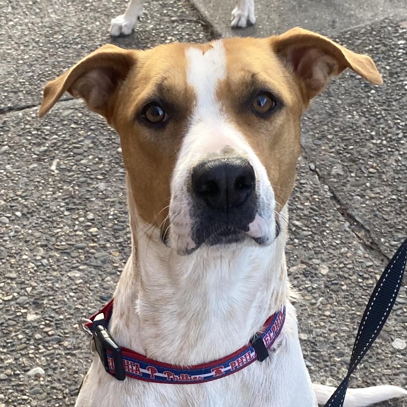 Enlarge Nya, a ADOPTABLE mixed breed in Brooklyn, NY image 2/6