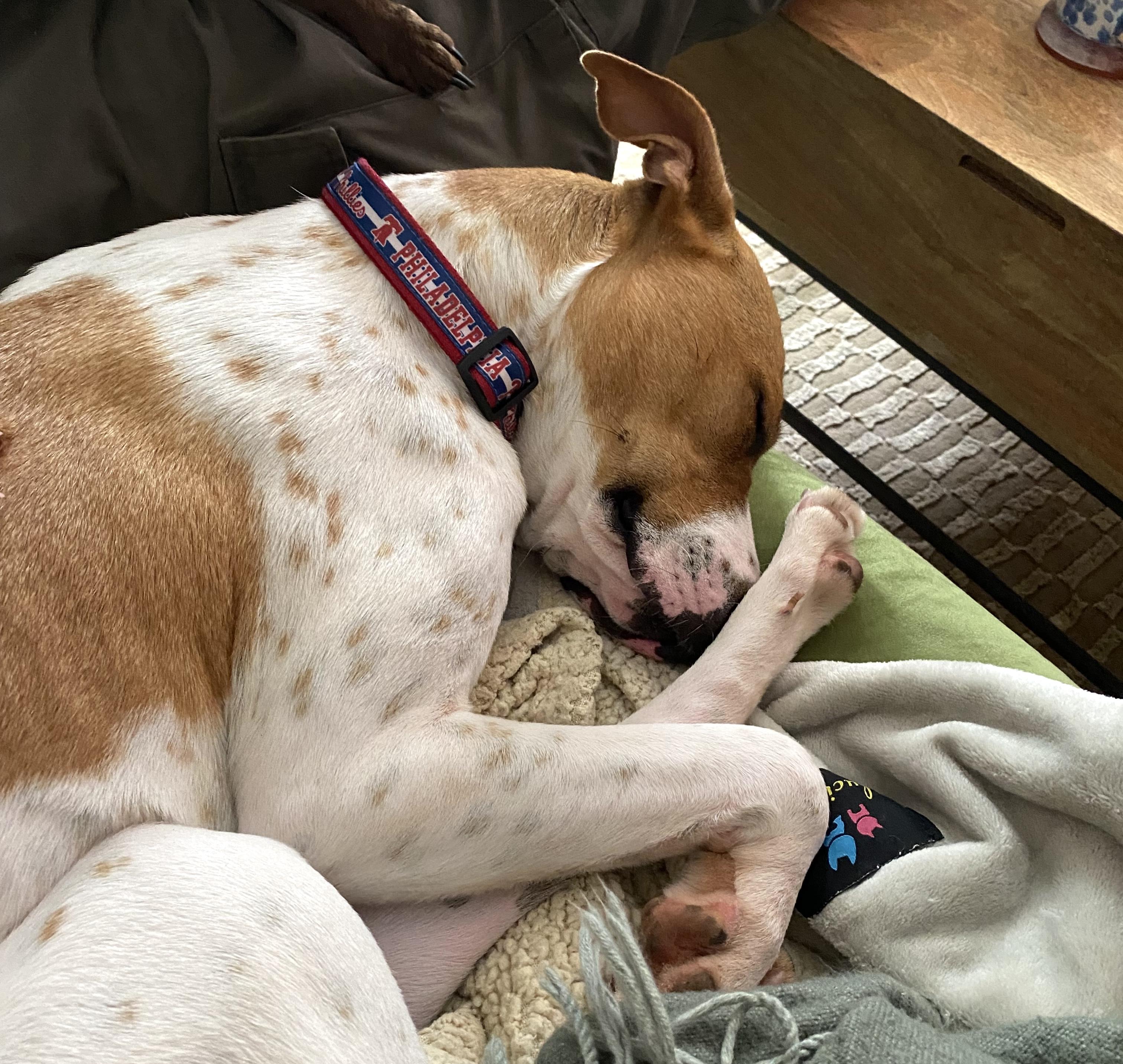 Enlarge Nya, a ADOPTABLE mixed breed in Brooklyn, NY image 6/6