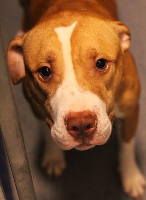 26-01534 CRAIG, Adoptable, Adult Male Pit Bull Terrier.