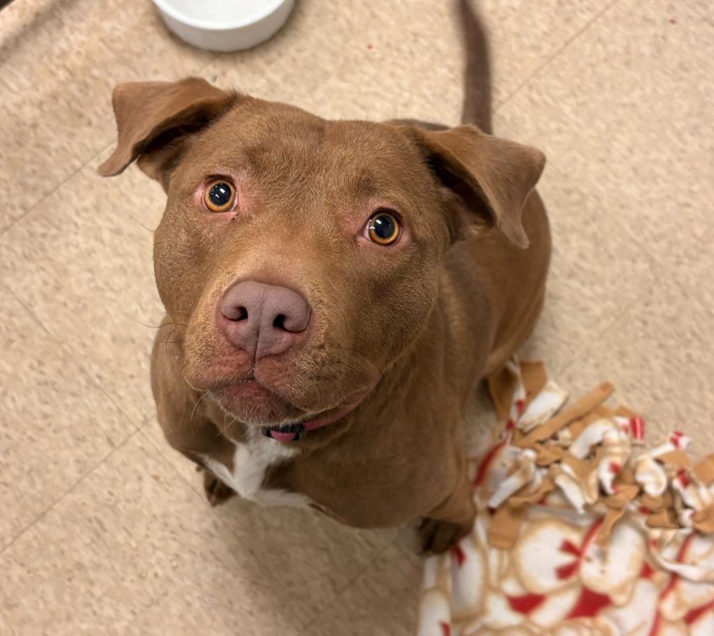 Enlarge Willow, a Adopted Staffordshire Bull Terrier in Heber City, UT image 1/1