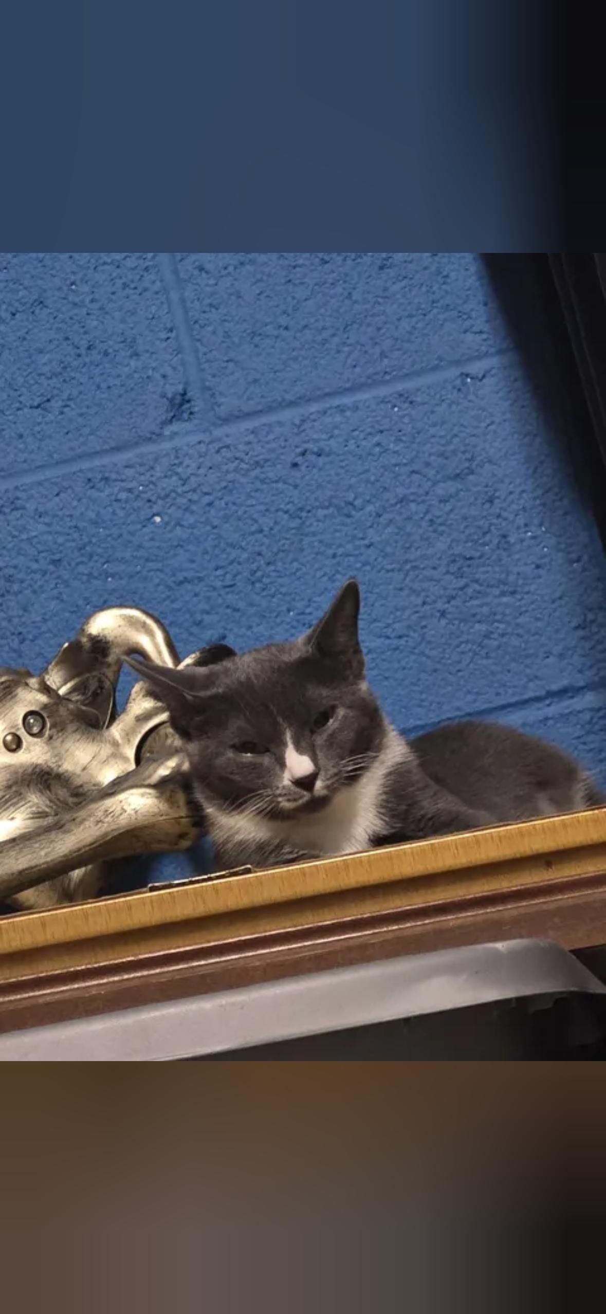 Enlarge Luna, a Adoptable Domestic Short Hair in Mint Hill, NC image 1/3