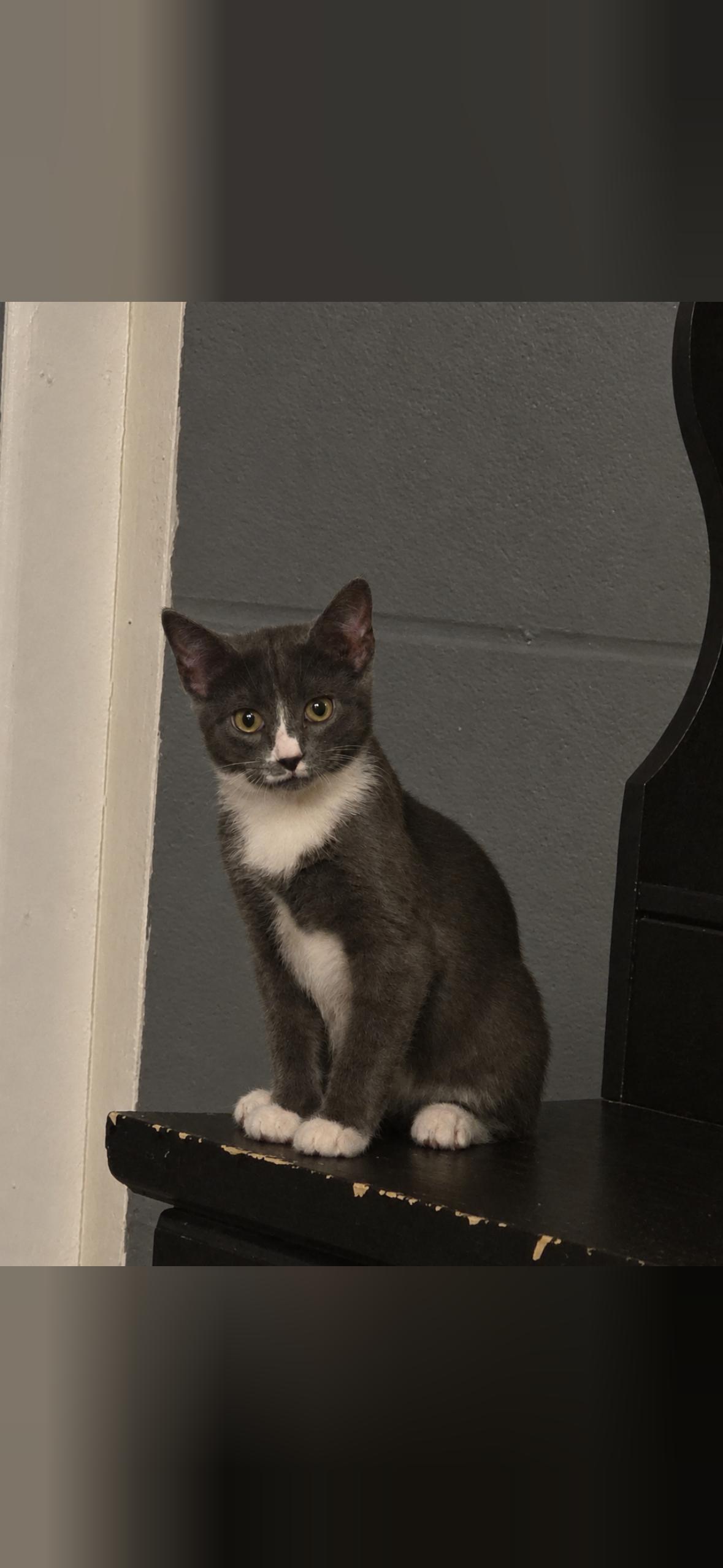 Enlarge Luna, a Adoptable Domestic Short Hair in Mint Hill, NC image 2/3
