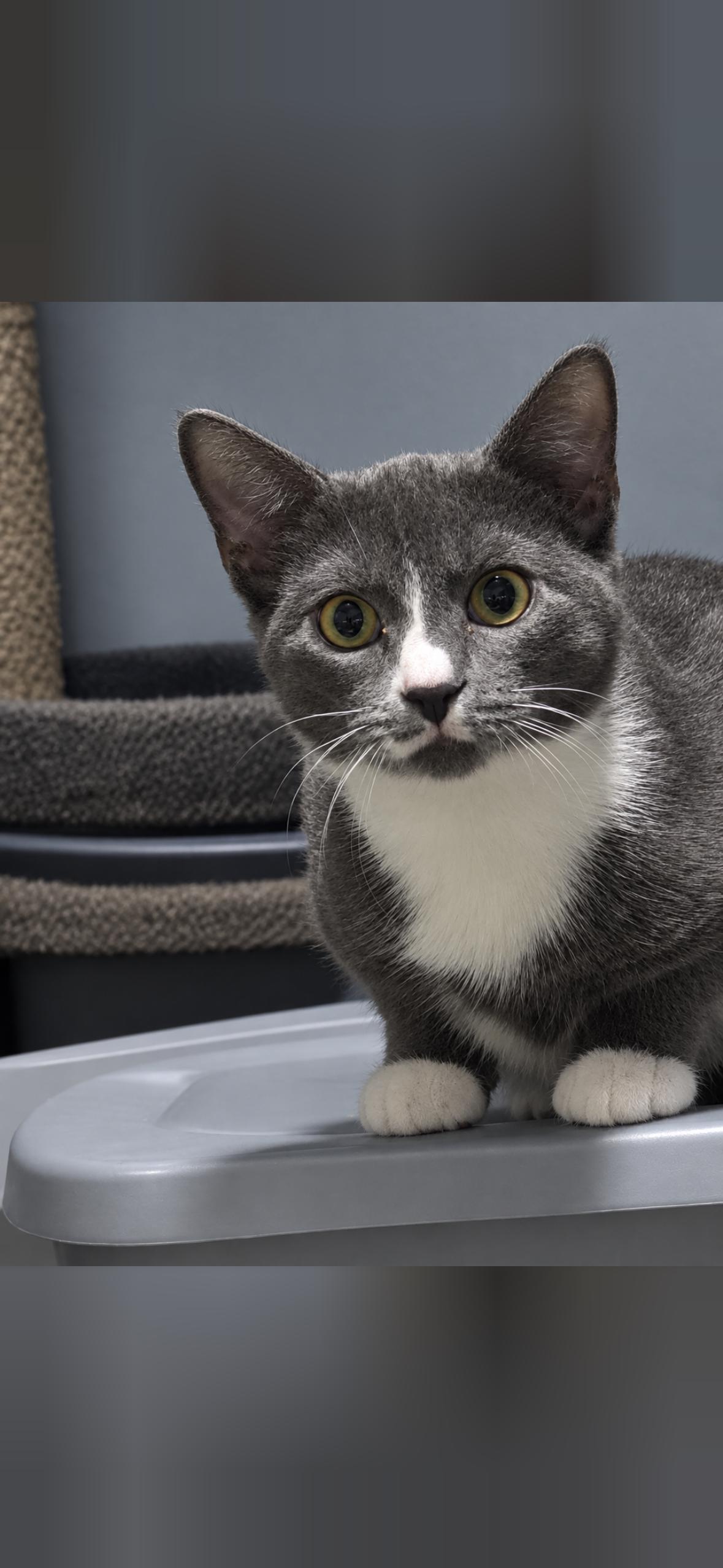 Enlarge Luna, a Adoptable Domestic Short Hair in Mint Hill, NC image 3/3