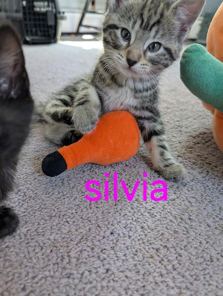 Enlarge Kitten: Silvia *MUST go home with a littermate OR to a home with another young, playful cat*, a Adoptable Domestic Short Hair in catonsville , MD image 3/3