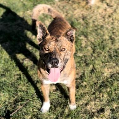 Saint, Adoptable, Adult Male Mixed Breed.