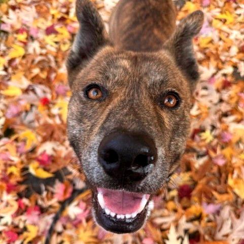 Enlarge Saint, a Adoptable Mixed Breed in Medford, OR image 2/2