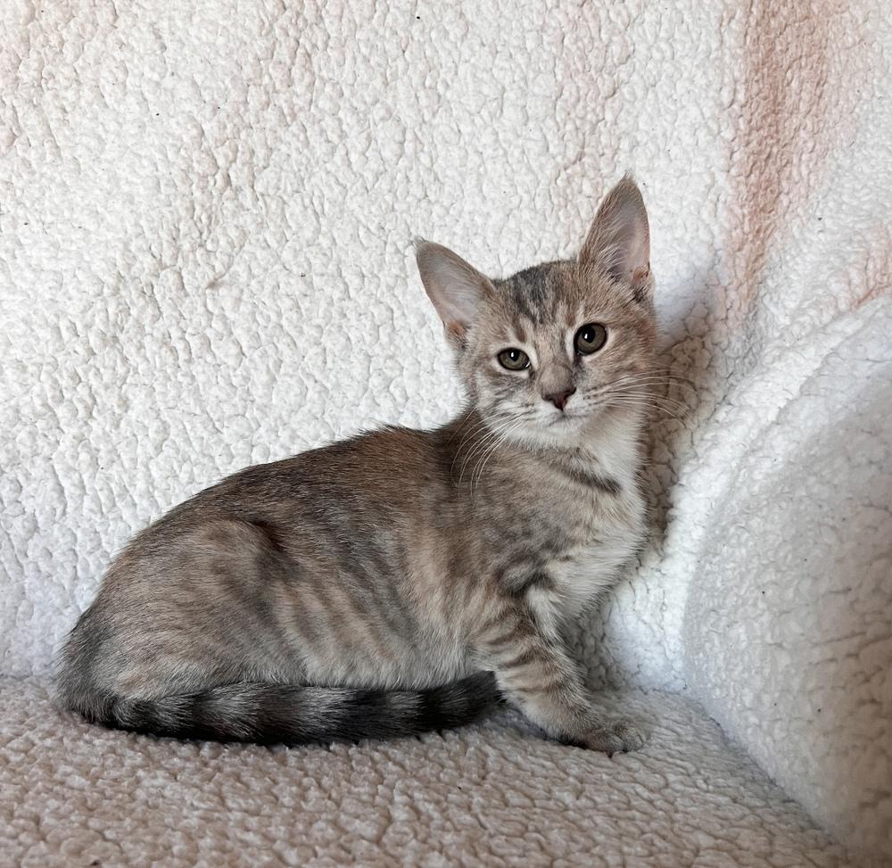 Maple, Adoptable, Kitten Female Domestic Short Hair.