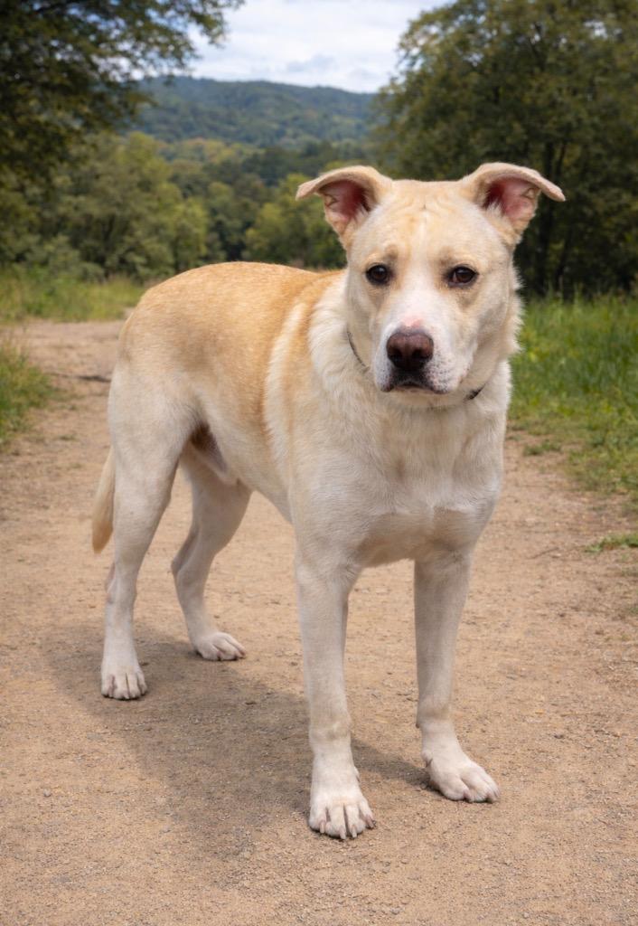 Kash, Adoptable, Young Male German Shepherd Dog & Mixed Breed.