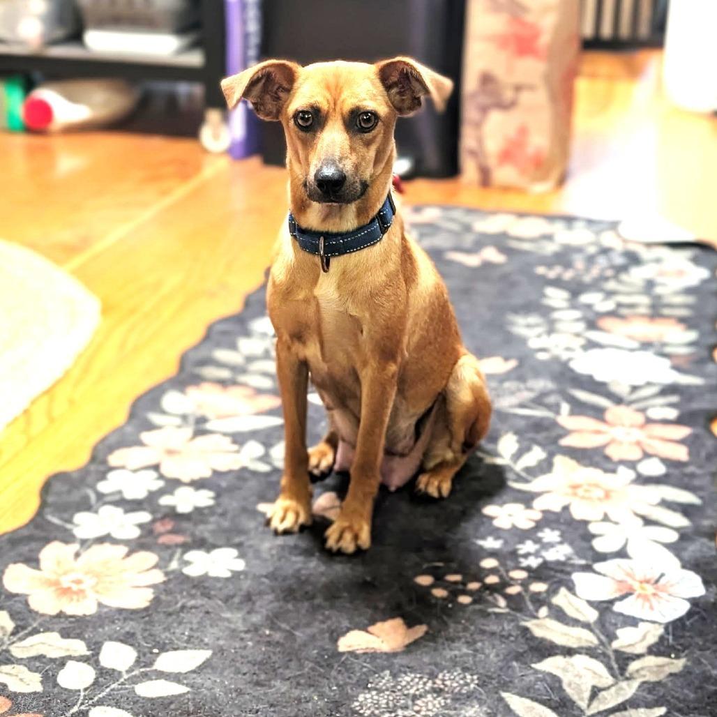 Enlarge Fern's Skelly, a Adoptable mixed breed in Chantilly, VA image 2/6